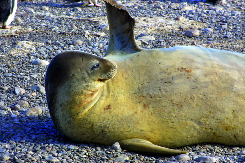 Weddell seal on Beaufort beach