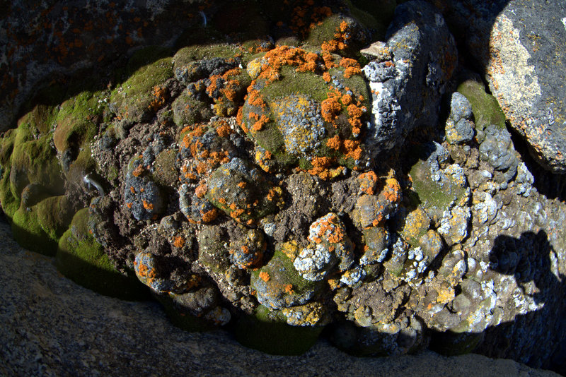 mosses & lichens