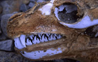 Close-up view of leopard seal teeth
