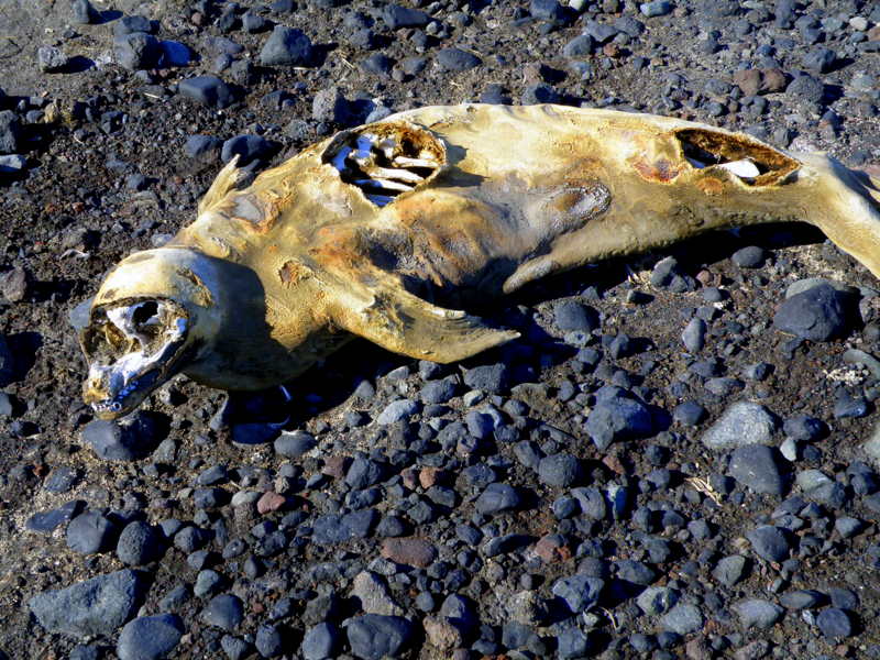 Weddell seal mummy