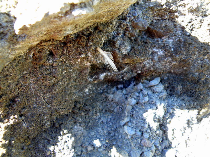 feather in alluvial deposit
