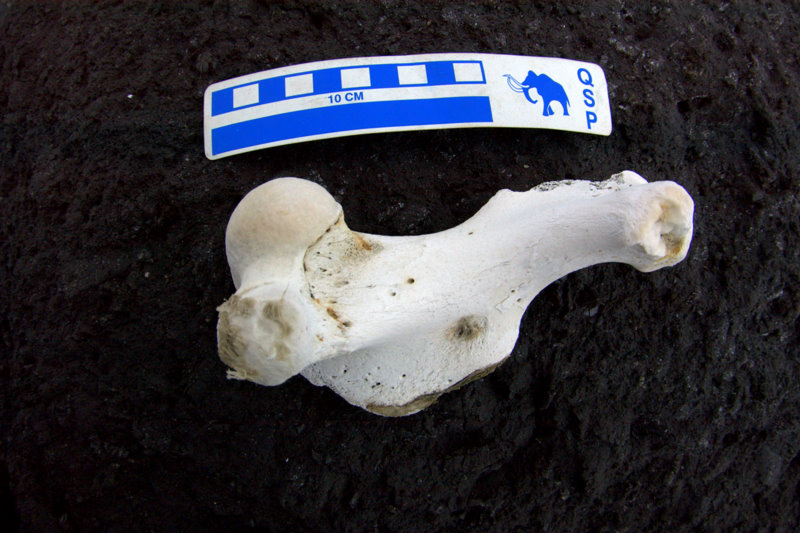 seal humerus