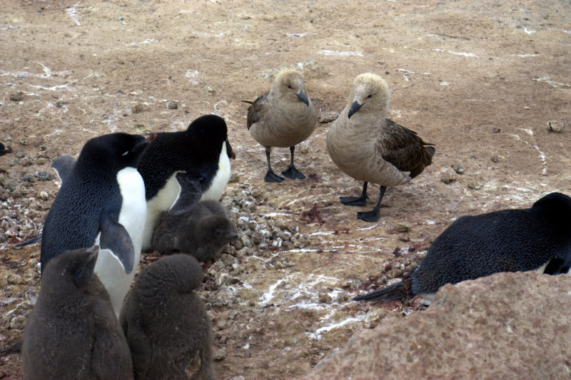 skuas vs Adelies